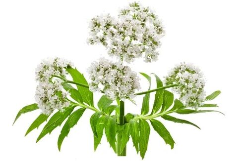 Cardiol contains Valeriana officinalis